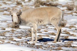 A Deadly Virus is Killing Saiga Antelope in Mongolia